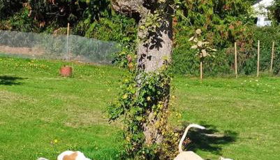 Hof Eckens - Ferienhaushaus Marie in Wildeck Bosserode - Foto 2