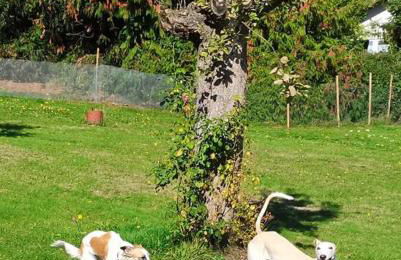 Hof Eckens - Ferienhaushaus Marie in Wildeck Bosserode - Foto 2