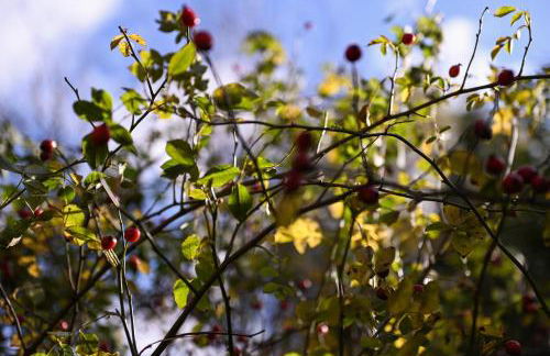 Sleep Space 2 - Green&Tiny Spot Osterwieck Birkenmühle - Foto 28