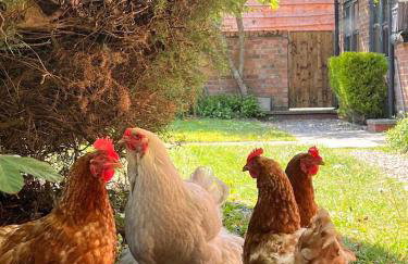 Barn Cottage - Foto 42