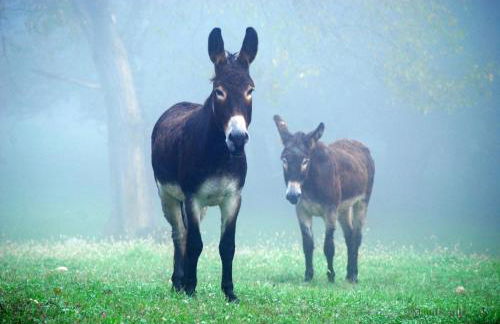 Villa Maud - Foto 54