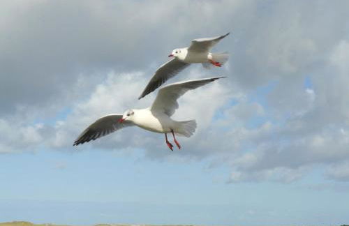 Apartment Am Mühlendeich - Foto 9