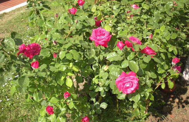 Agriturismo Le Rose - Foto 55