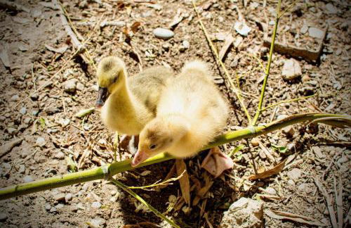 Moulin de Tartay en Avignon - Foto 68