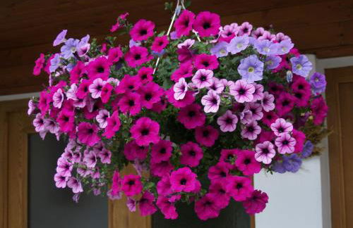 Residence Vajolet San Cassiano - Photo 35