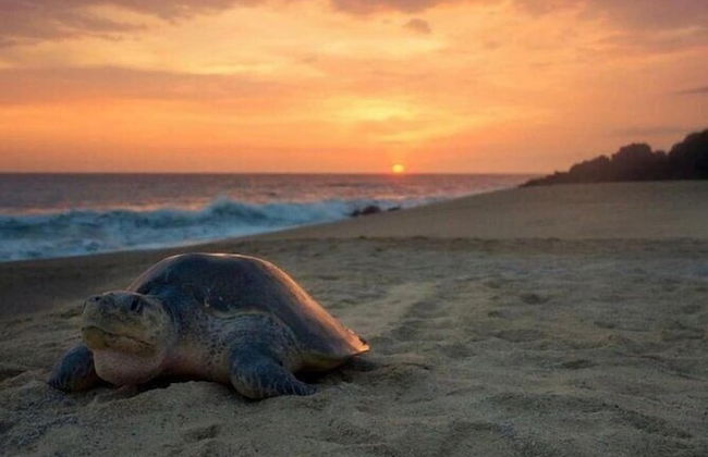 Casa Uvita - Foto 28