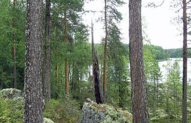 Louhiranta - Foto 30