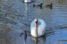 Bunting Lodge, 21 Duck Lake - Foto 26
