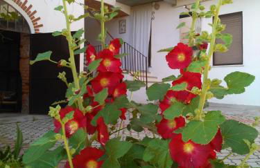 Casa Aromi ed Arte - Foto 25