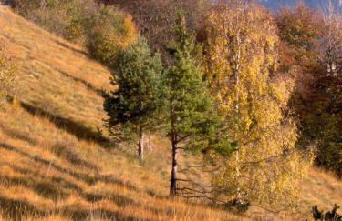 Apartment Ninetta Belluno Dolomiti - Foto 7