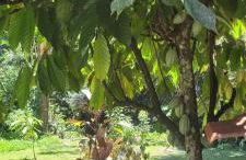 Sítio Com riacho particular em Cachoeira de Macacu - Foto 14