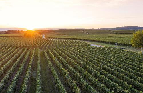 Winzerhof Henkenberg - Foto 11