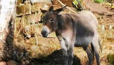 Pension Kroppental - Foto 4