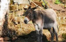 Pension Kroppental - Foto 4