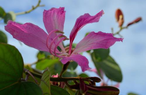 Residencial Portinari LTDA - Foto 52