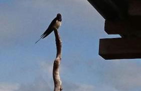 Chez Philopin - Foto 59