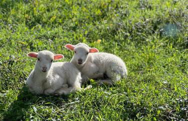 Quinta da Moita Agroturismo - Foto 116