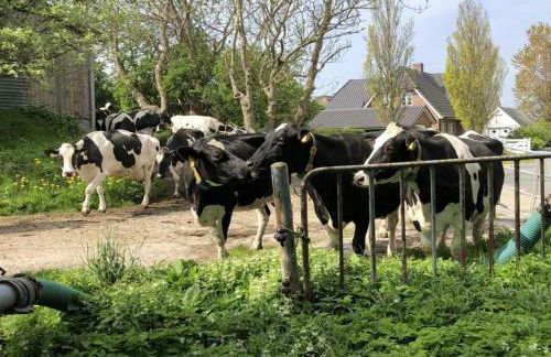 Holiday Apartment Hinrichsen 2 - Foto 14