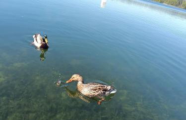 Leśny Domek - Foto 27