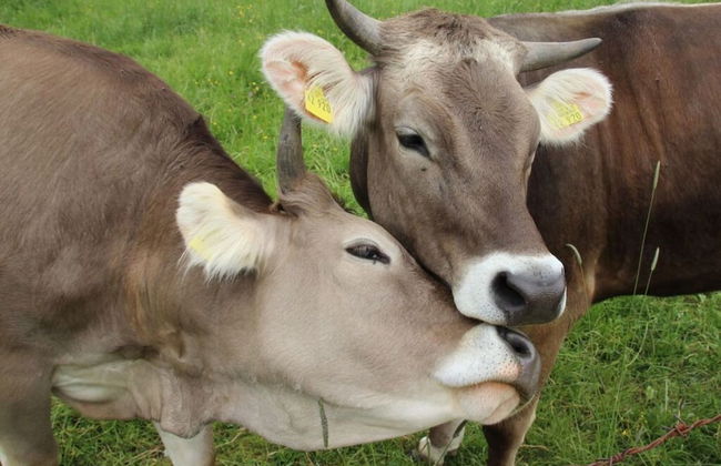 Hochgrat View in Steibis, Haus Akelei - Photo 13