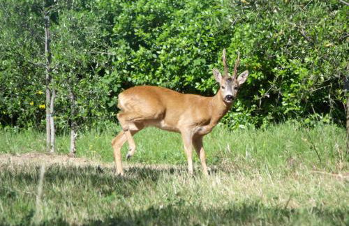 Agriturismo IL VIAIO - Foto 98