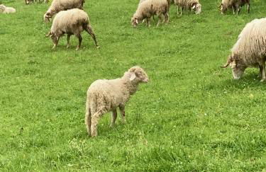 Au Graé - Maison à louer à Laruns Béarn - Foto 45