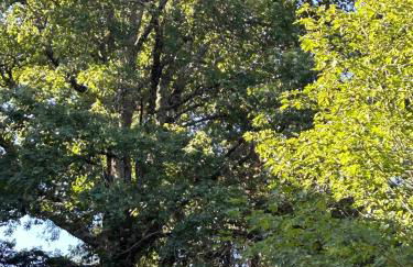 Villino Serena Di Lapigio Firenze - Foto 34