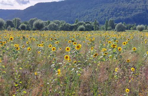 Ferienwohnung MW 1b 82m2 Höxter Weserbergland Weser inkl 2 Terrassen Wäsche und Endreinigung Self CheckIn - Foto 31