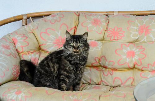 Zakątek Szczęścia Eko Agroturystyka - Foto 57