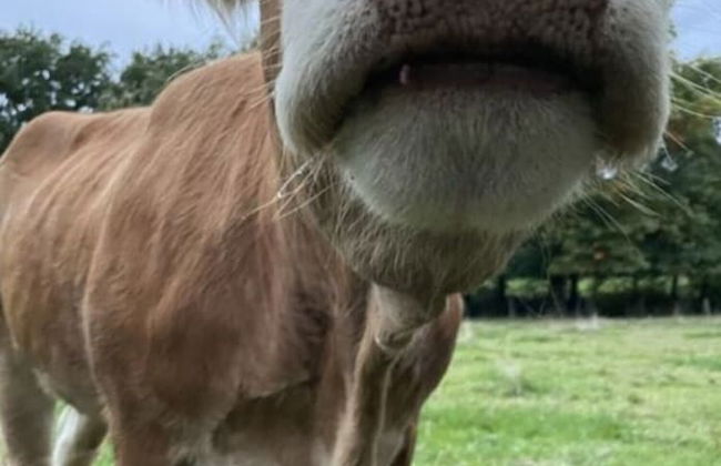 Holiday Home Am Beulskopf - Foto 5