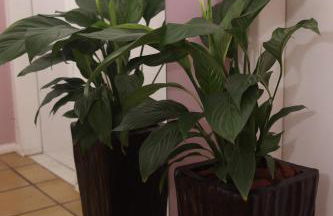 Casa no Renascença próxima Praias e Centro Histórico - Photo 12