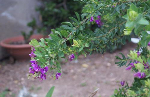 Il Lentischio holiday home - Foto 42