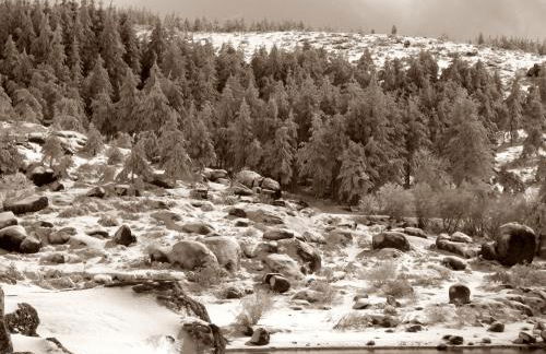 Casinhas das Tílias - Foto 29