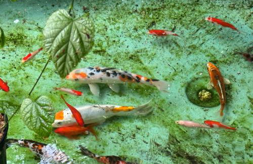 Le gîte de Keranscoët en bord de mer - Foto 19