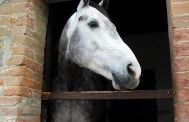 Podere Pievina Delle Corti - Dimora di Campagna - Photo 72