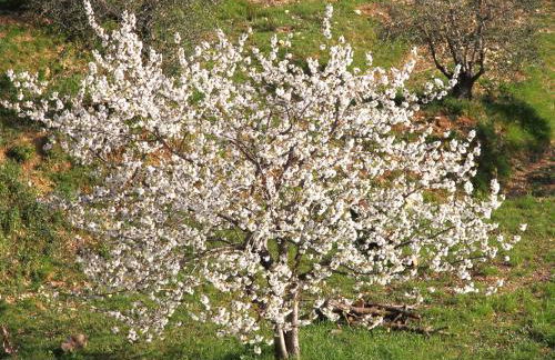 DOLCE VITA CIAIXE - Photo 75