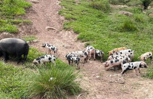 Chalés Recanto da Serra - Photo 14