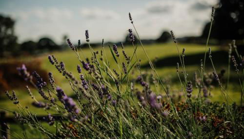 Vicarage Farm Cottages - Foto 4, Garden
