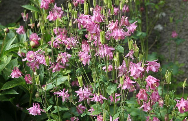 Kirklands Cottages - Foto 18