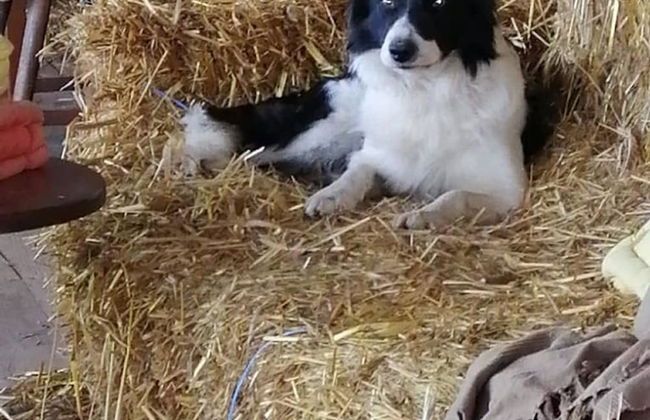Ferme du Caroire - Foto 30