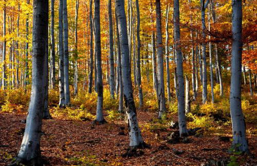 'chata usÓwek' - Foto 18