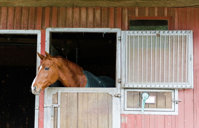 Gemutliche Unterkunfte auf dem Reiterhof in Eschede - Foto 70