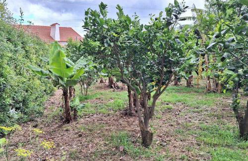 Cantinho das Japoneiras - Photo 5