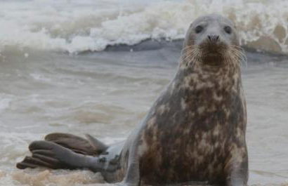 Rosy's Retreat-Cosy Beach Chalet Escape in Bacton Norfolk - Foto 76