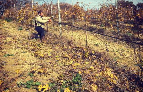 Azienda Agricola Perconti - Foto 13