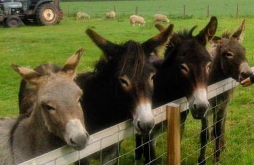 Meadowview - Foto 18