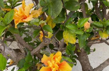 Zante Star Summer House - Photo 18