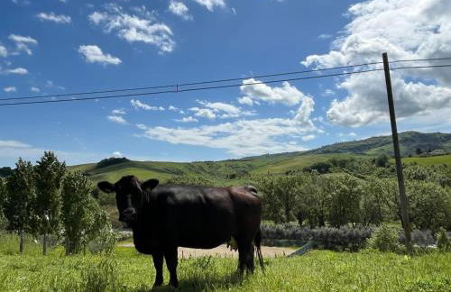 Agriturismo Ca' Belluccio - Foto 3