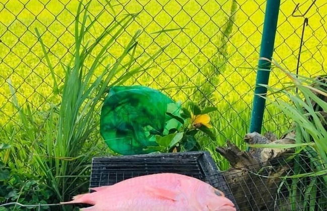 Gateway Inn Hoi An - Foto 29