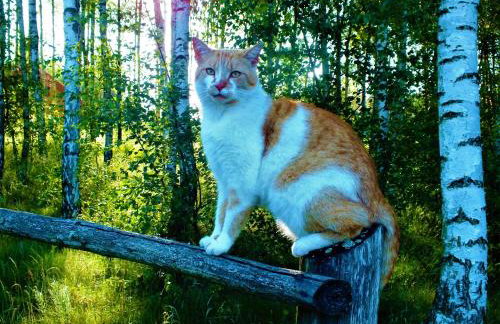 Sumówko Leśne Siedlisko - Foto 27